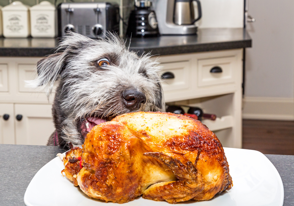 Dog stealing roasted chicken off a plate — foods dangerous to pets and veterinary care tips