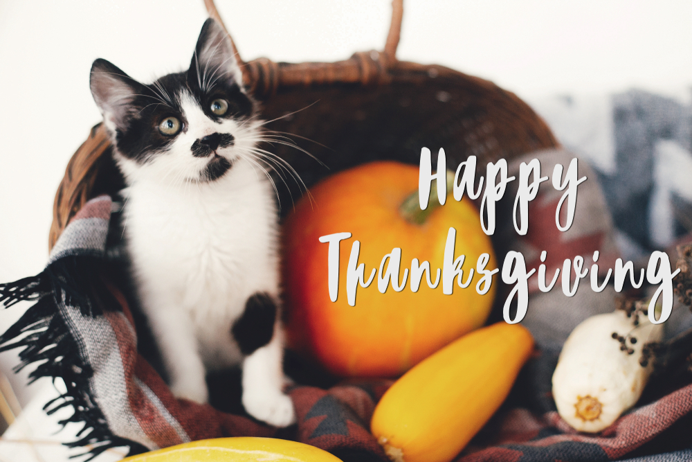 Cute cat posed with a Happy Thanksgiving greeting sign for a seasonal pet safety reminder