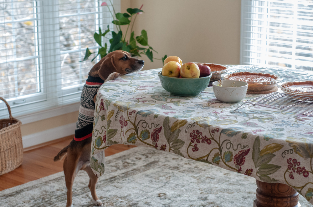Hungry dog eyeing Thanksgiving pies and food — holiday pet safety tips for dog owners
