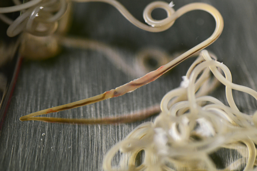 Adult heartworm Dirofilaria removed from a dog shown in a kidney dish — heartworm prevention