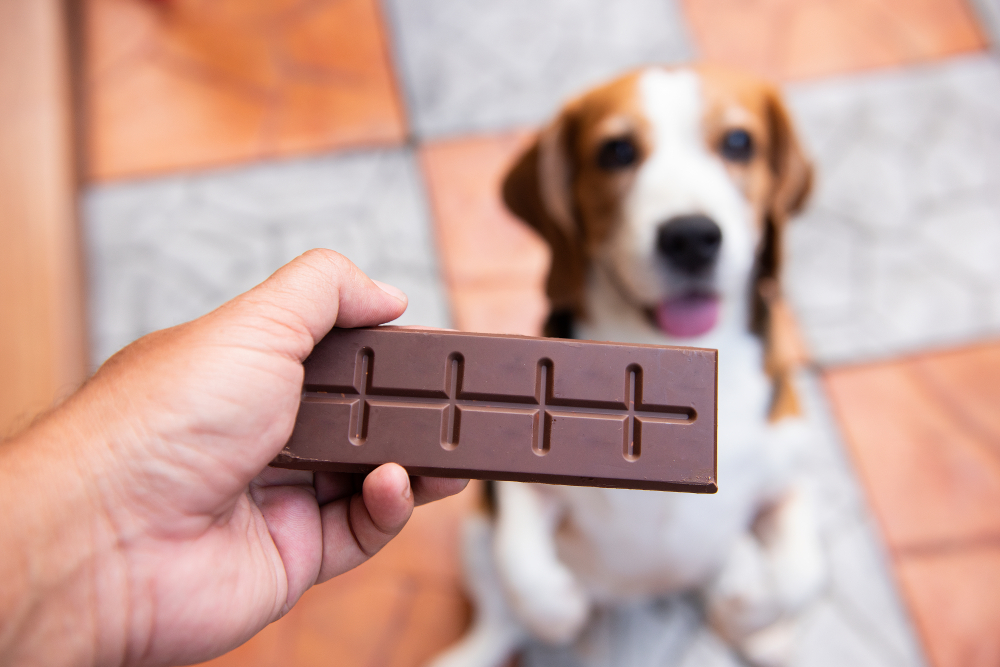 Hand offering chocolate to a dog — toxic foods pet owners should avoid