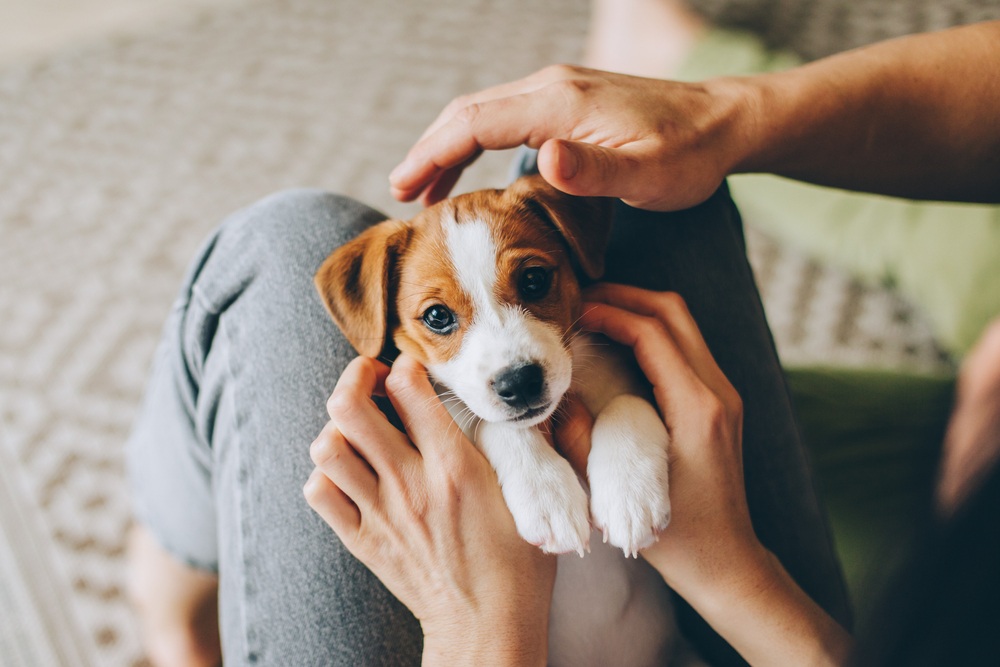 Adorable Jack Russell Terrier puppy cradled in owner's hands during a vet visit