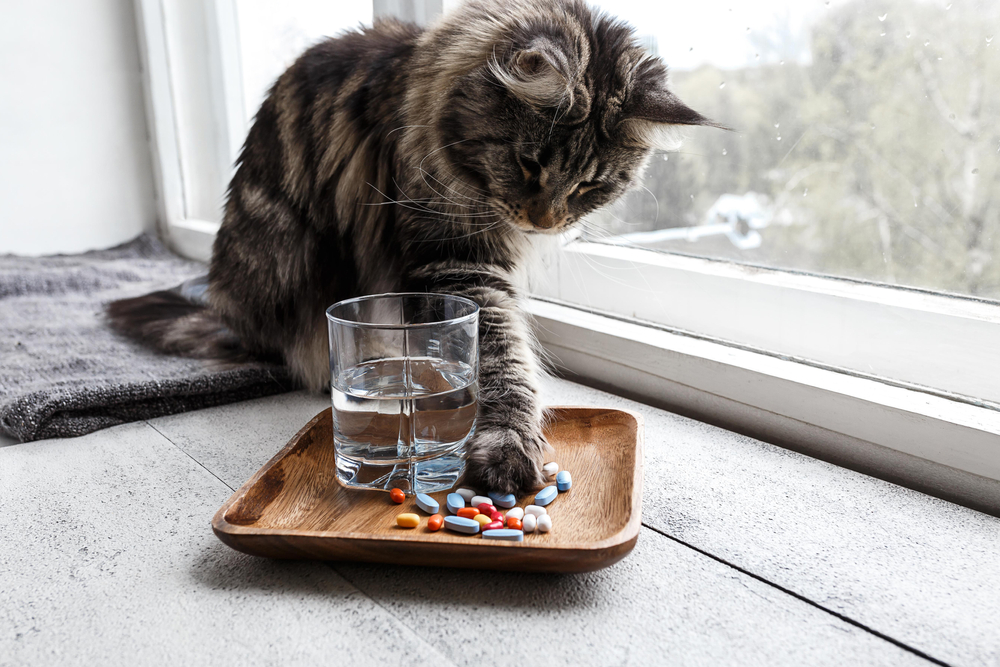 Cat touching vitamins and pills with paw, representing feline supplement care