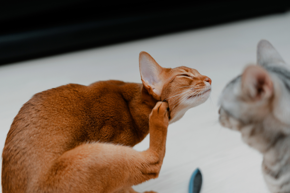 Brown cat scratching its neck — identifying skin irritation and parasite prevention in cats