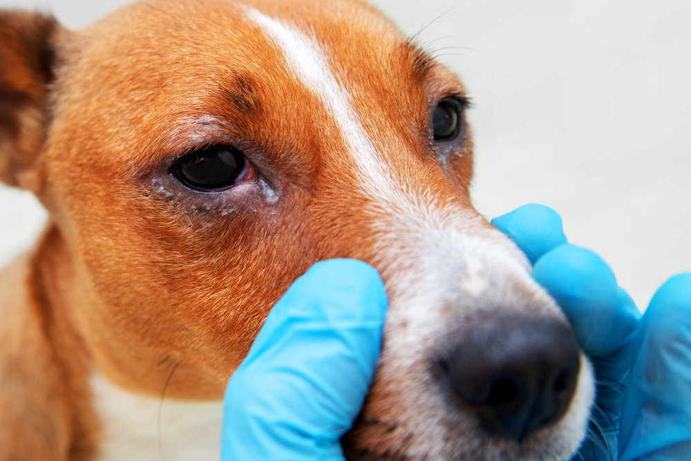 Close-up of sick dog with infected, crusty eyes being examined for blepharitis