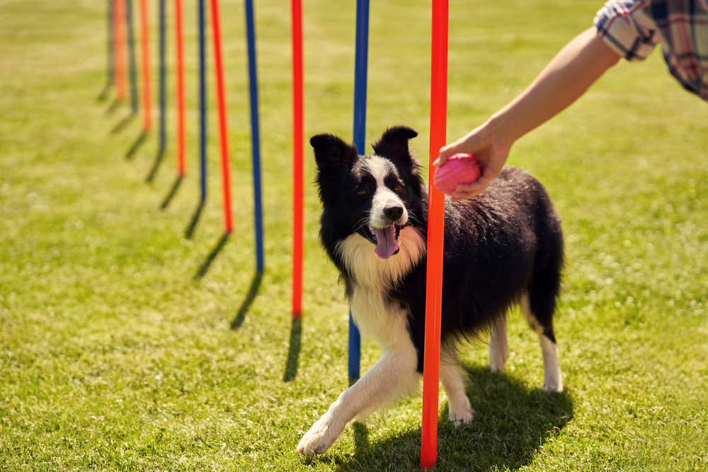 Border Collie dog with owner on an agility field during pet training