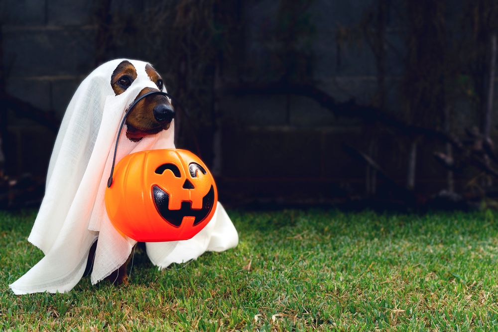 Dachshund dressed in a ghost Halloween costume, representing pet holiday safety tips