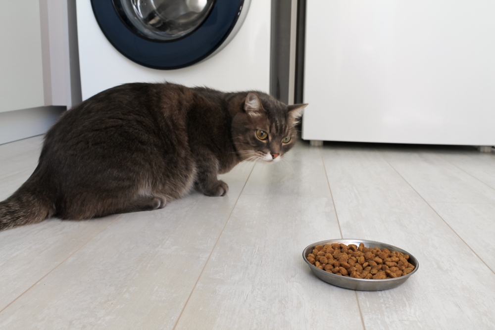 Gray cat with heterochromia refusing to eat from a bowl — signs of pet illness and appetite loss