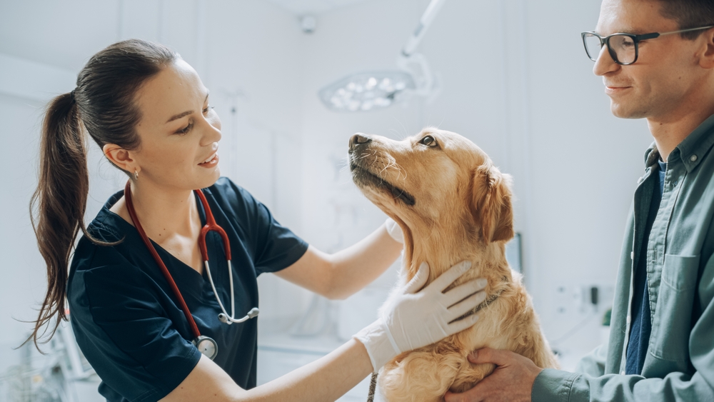 Golden retriever sitting on exam table at a modern veterinary clinic — dog wellness checkup