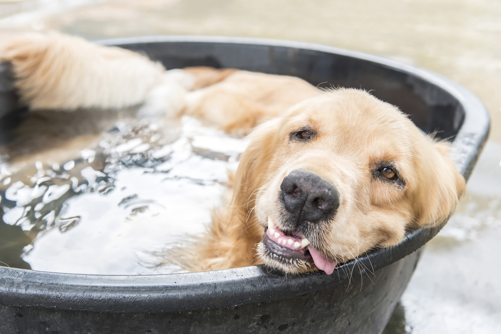 Dog splashing and swimming in a pool during summer — seasonal pet safety and care tips