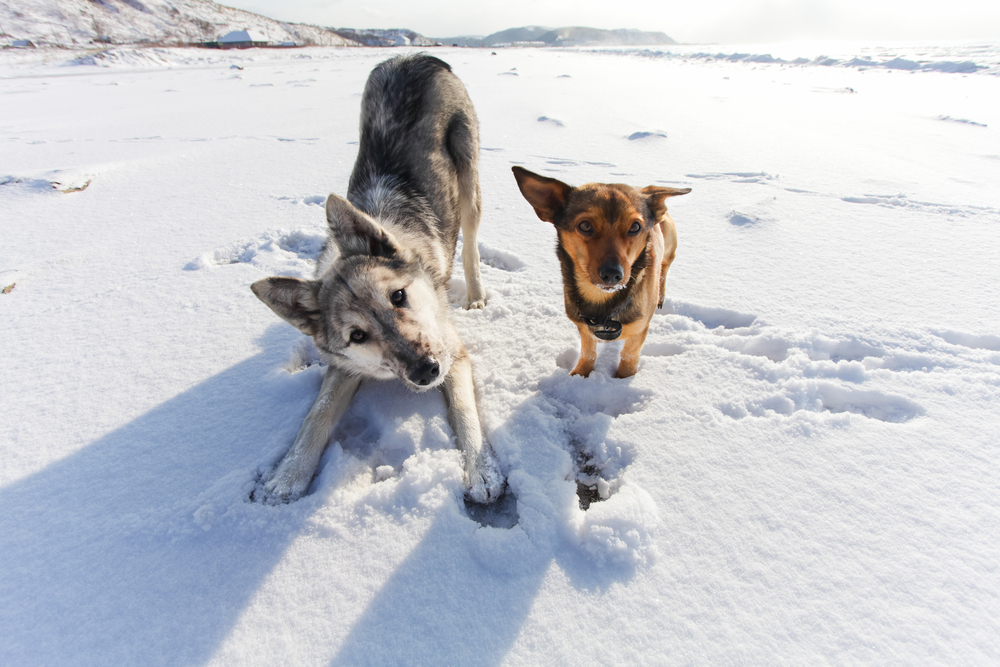 Two playful dogs running together outdoors in winter snow