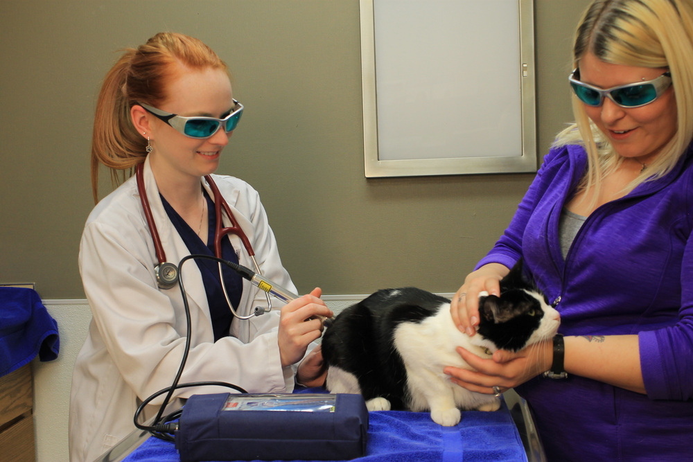Cat receiving veterinary laser therapy treatment at an animal hospital