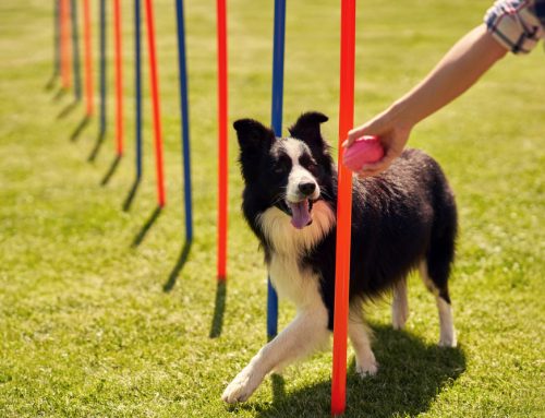 Three Competitive Canine Sports