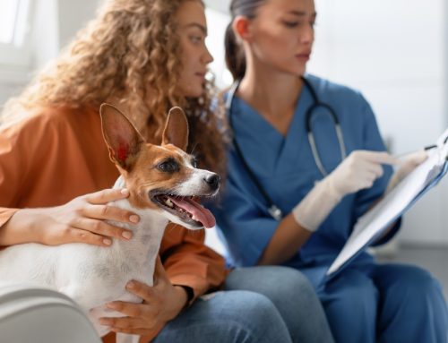 The Unexpected Ways Our Veterinarian Can Help Your Pet