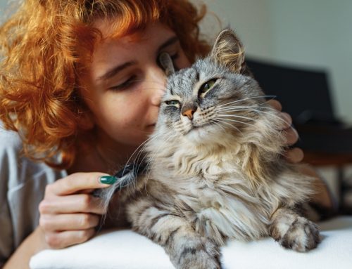 Happy Cat Month: Keeping Cats Engaged and Content