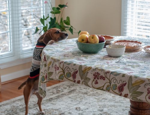 Ensuring Pet Safety: Thanksgiving Food Guidelines from Milford Animal Hospital