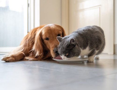 Is Your Pet’s Breed Prone to Health Issues? A Guide for Dog and Cat Owners