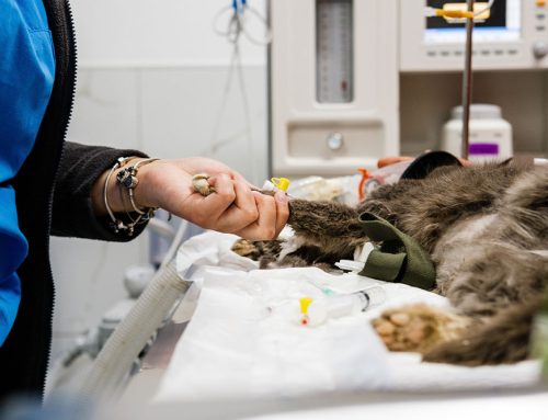 Considering Surgery for Your Pet? Here’s What Happens Next