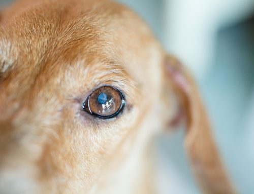 How to Recognize and Treat Chronic Pain in Senior Pets