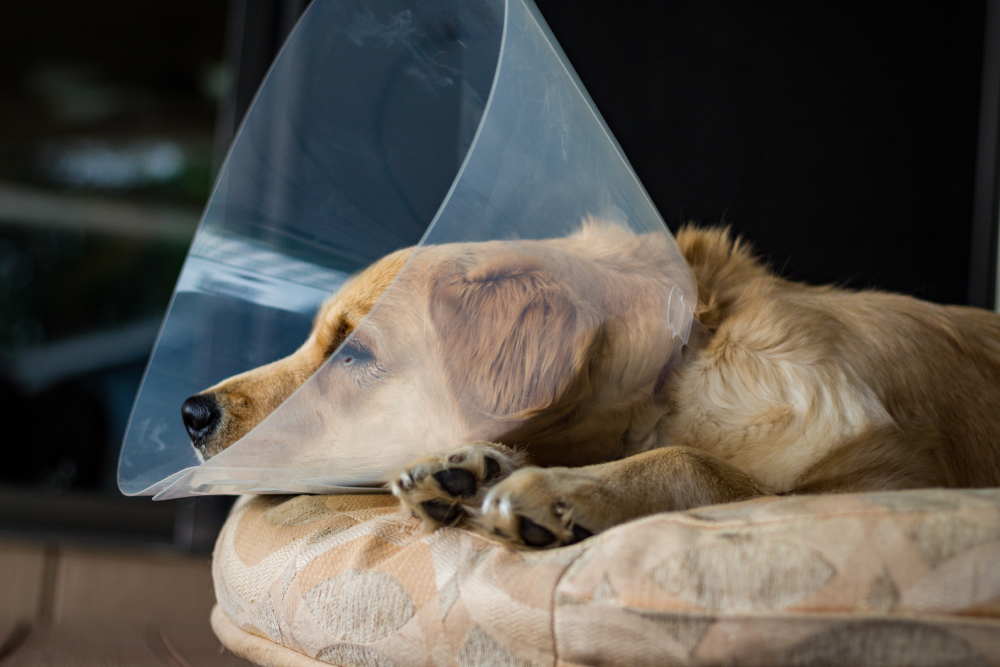 Golden dog resting on a patterned cushion while wearing a clear plastic Elizabethan collar (E-collar or 'cone of shame').