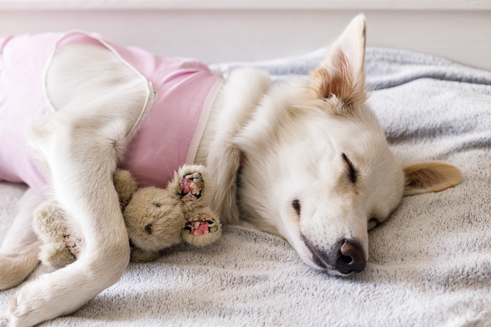 White dog in pink shirt sleeping with a small teddy bear on a gray blanket.
