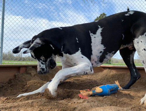 Dog Daycare: What to Ask, Vaccine Requirements, and Safety