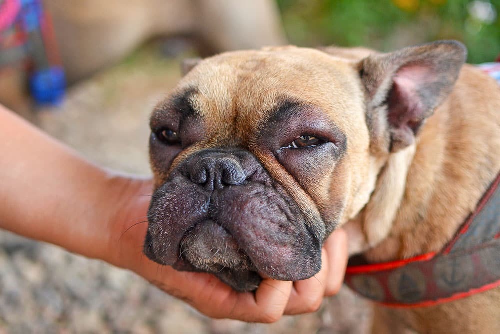 A close-up of a tan French Bulldog’s face showing a severe allergic reaction. The dog’s muzzle and the area around its eyes are heavily swollen, causing the eyes to appear partially closed. A person’s hand is cupping the dog’s chin to stabilize its head.