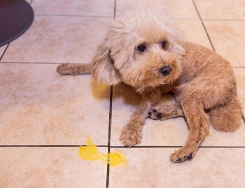 Chronic Vomiting: From Food Trials to GI Biopsy