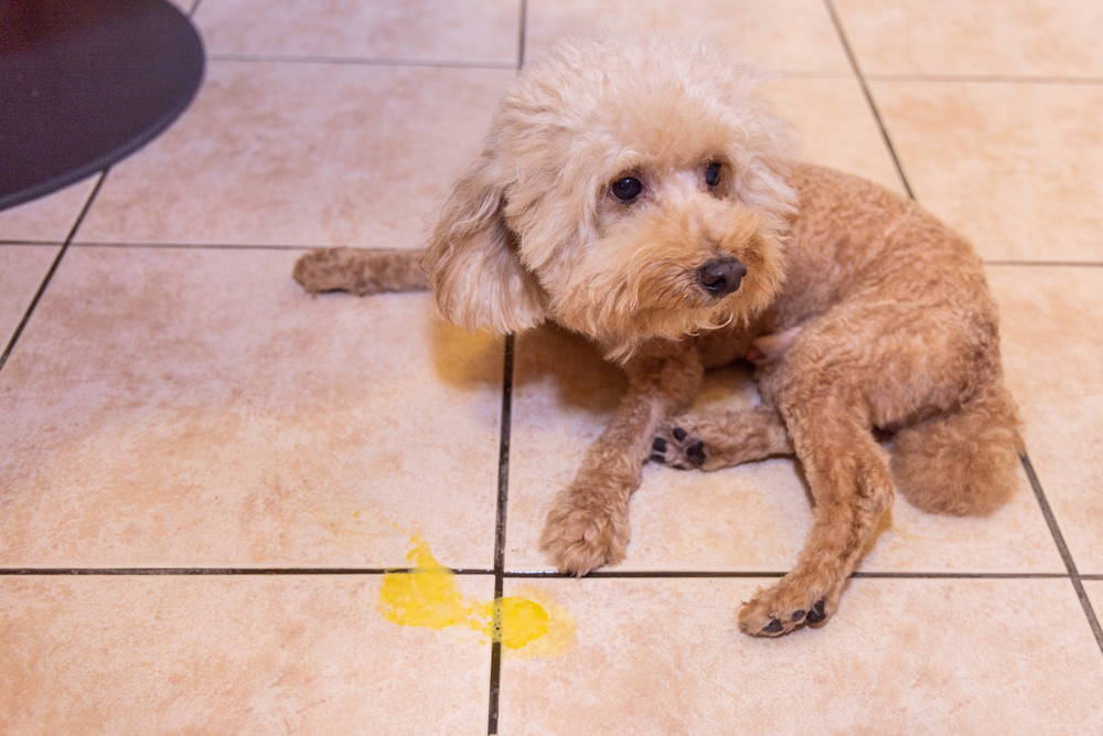 A small, tan, fluffy dog sits on a tiled floor next to a patch of yellow liquid or vomit.