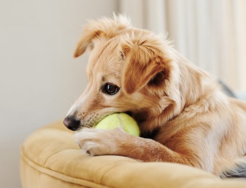 Is Your New Toy or Collar Actually a Health Risk?
