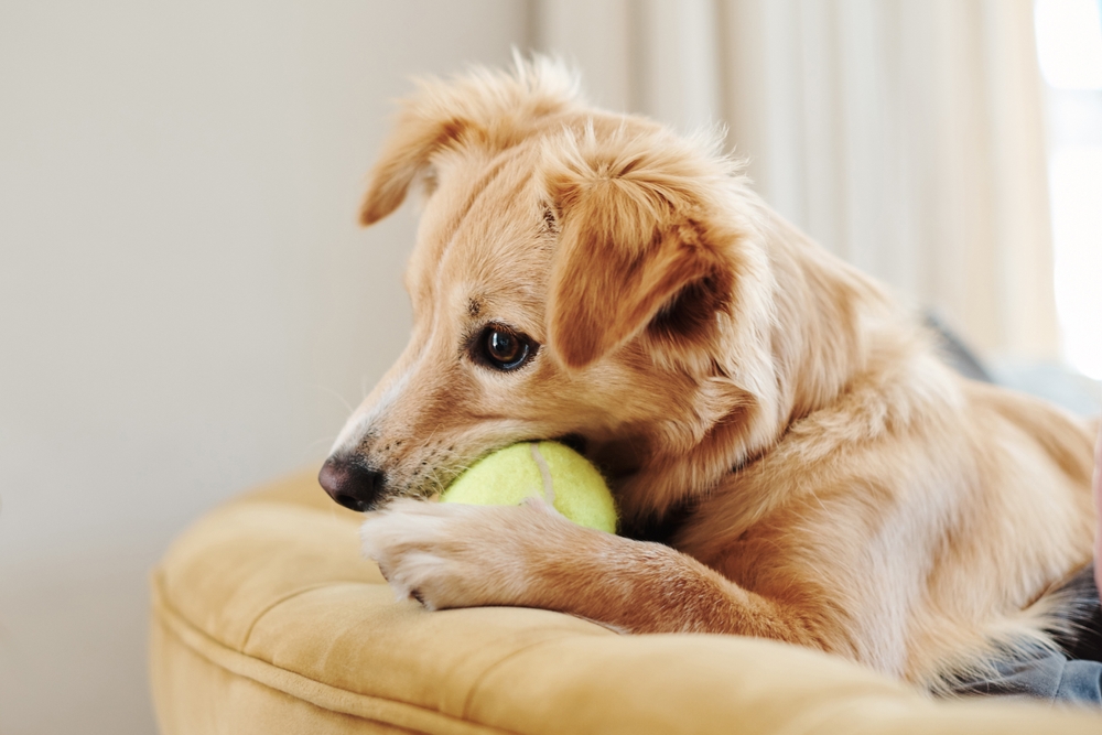 Dog chewing on a potentially unsafe chew toy, highlighting the importance of selecting durable and pet-safe chewing products.