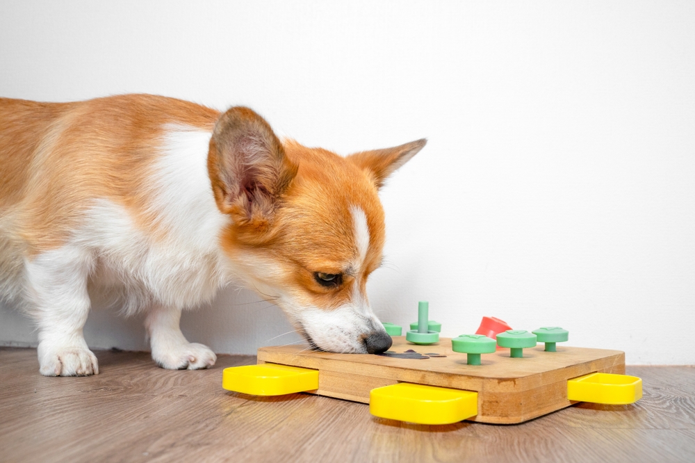 Dog enjoying interactive training and enrichment exercises, highlighting obedience training, mental stimulation, behavior development, and strengthening the human-animal bond.