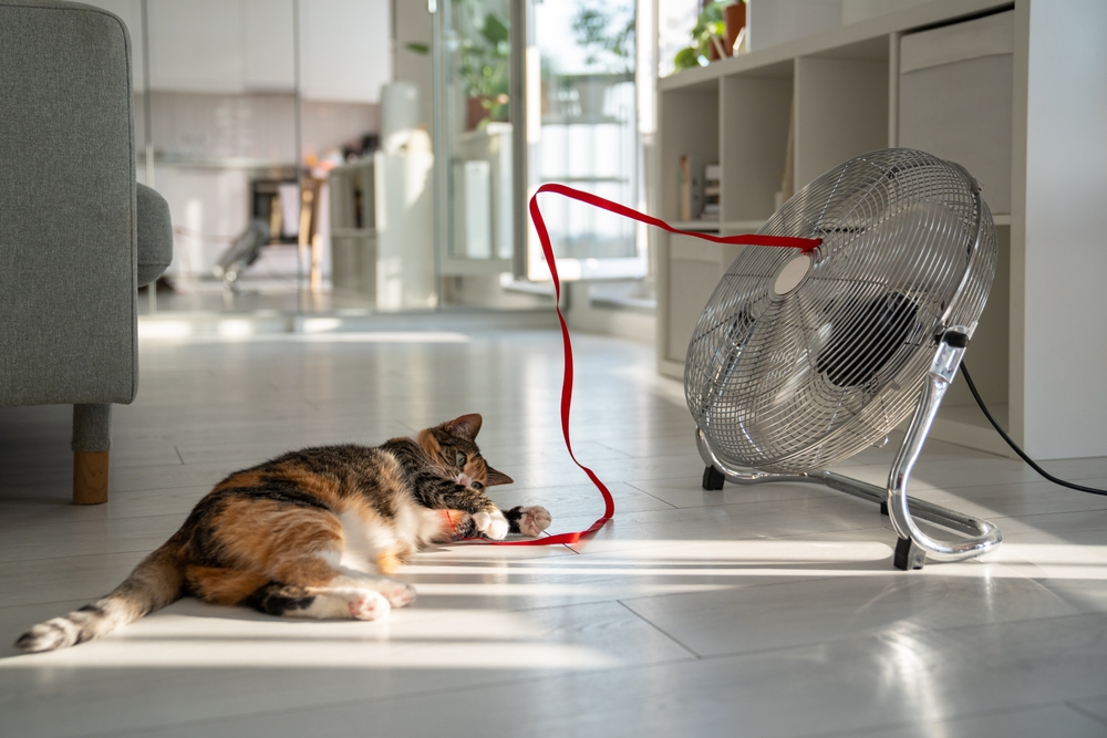 Domestic cat keeping cool to stay comfortable in the summer heat.