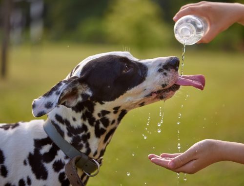 How Long Does a Pet Have Before Heat Stroke Turns Deadly?