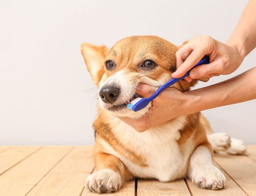 Is Brushing the Only Way to Keep My Pet’s Teeth Clean?