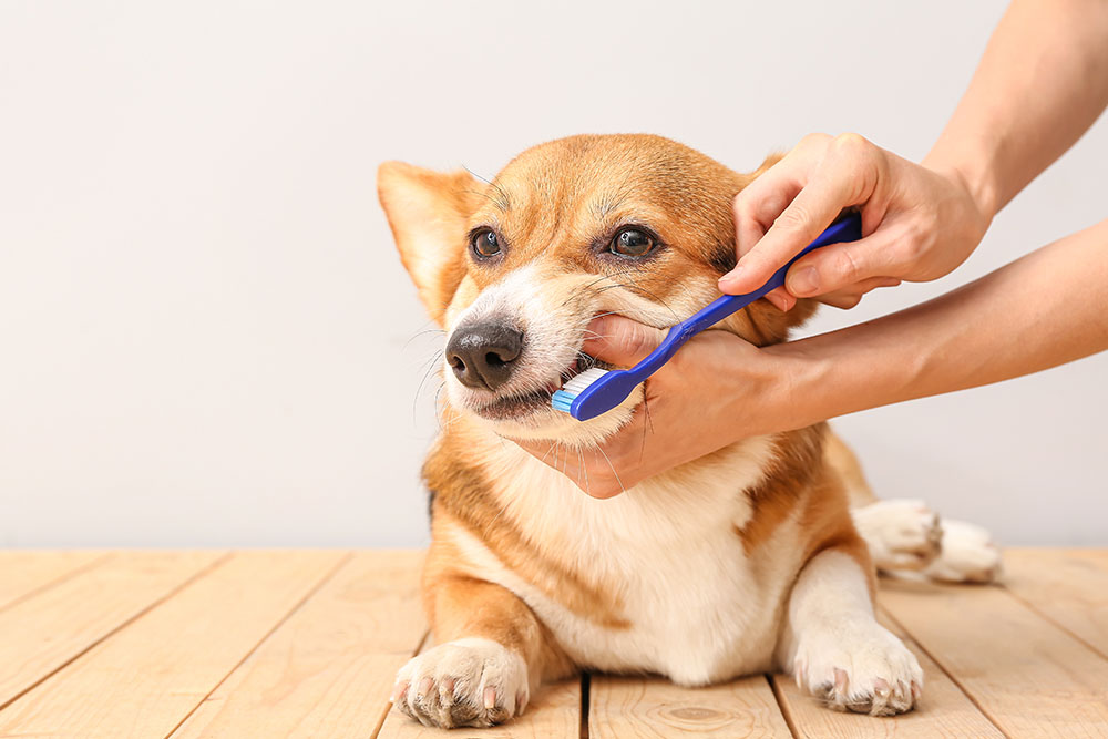 Dog having its teeth brushed as part of a regular dental care routine.