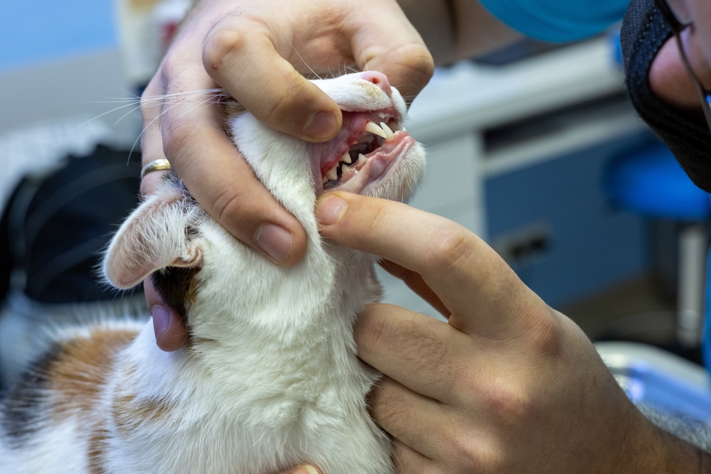 Dog with swollen gums during a veterinary dental examination.