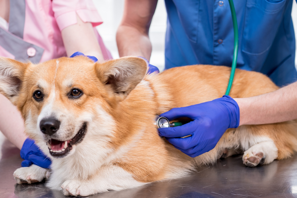 Veterinarians examining a sick Corgi dog.