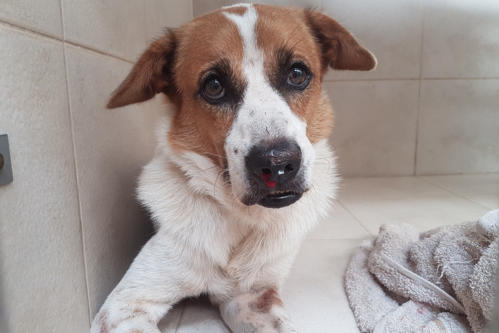 Dog with symptoms of immune-mediated blood disorder